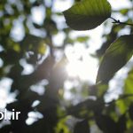 دانلود فوتیج فیلم اشعه نور خورشید بین برگهای سبز Sun Flare Between Green Leaves original