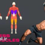 دانلود پروژه پریمیر نمایش عضله بدن هنگام ورزش Muscles and Fitness Pack